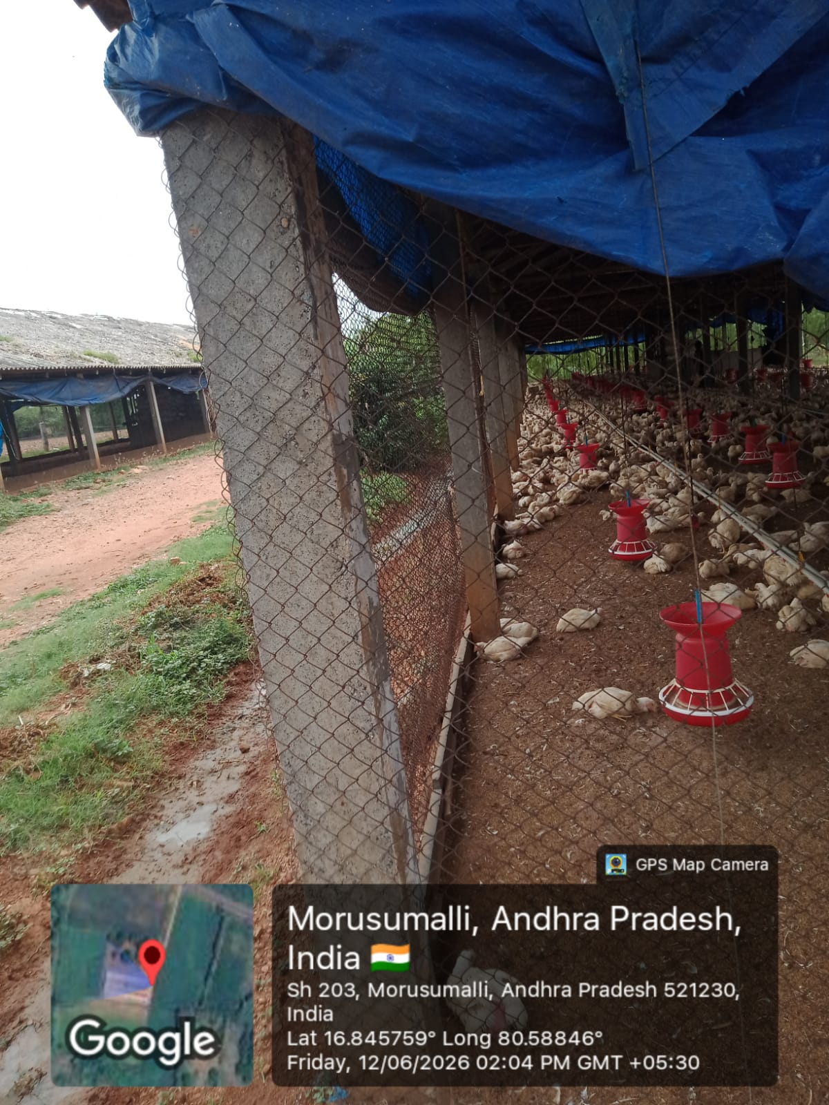 Poultry shed at Sridhar Poultry with healthy birds
