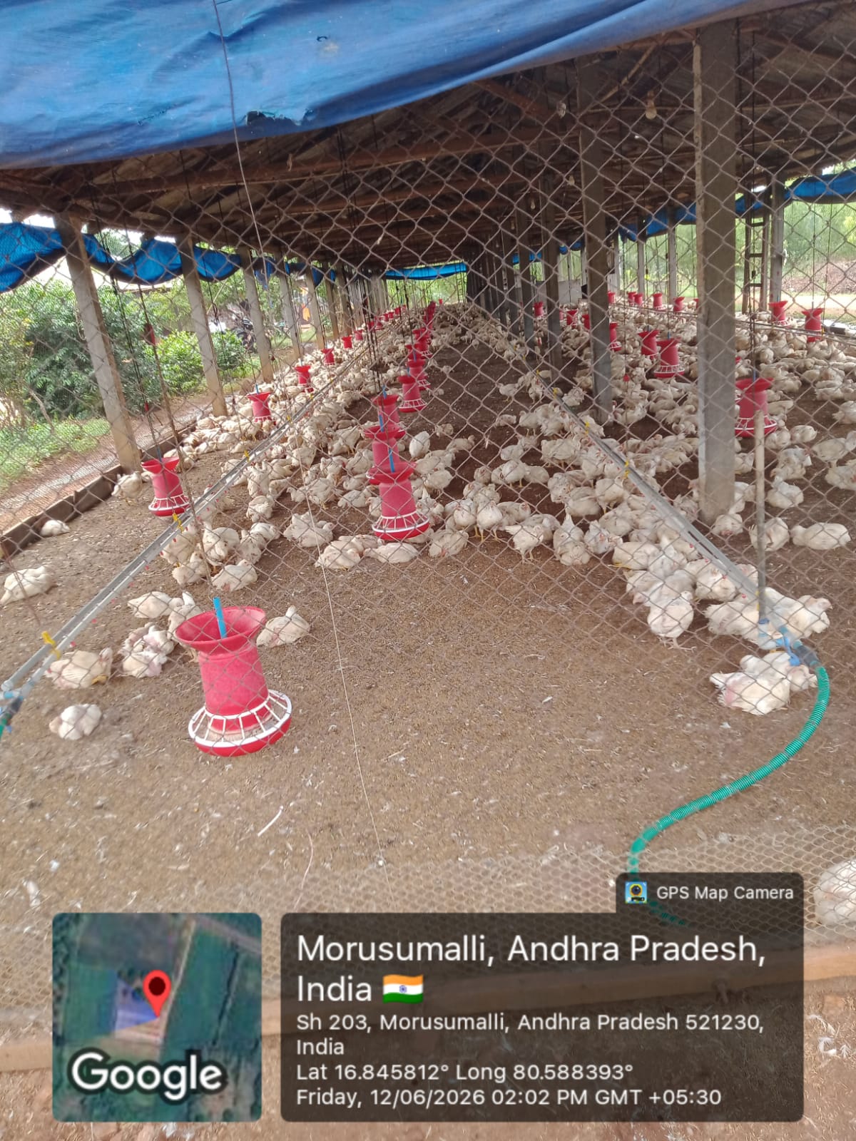 Farm worker checking feed inside a clean poultry shed at Sridhar Poultry