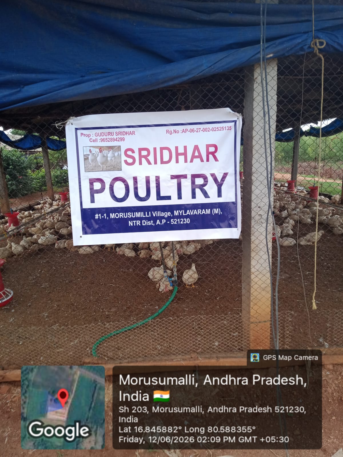 Early morning view of Sridhar Poultry farm surroundings