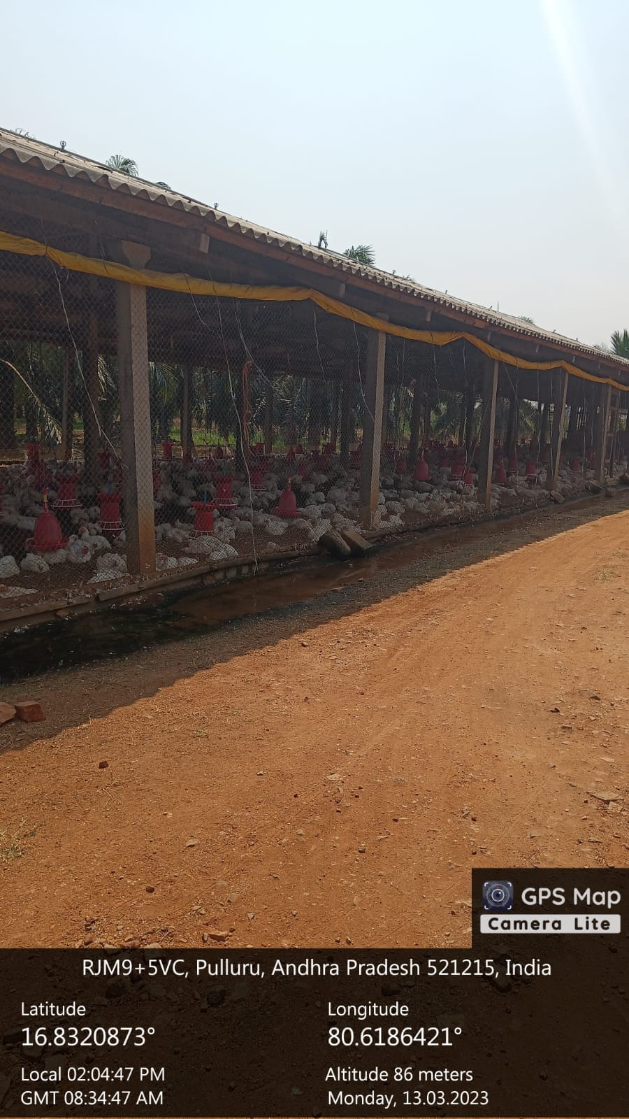 Farmland near Sridhar Poultry farm in Morusumilli Village