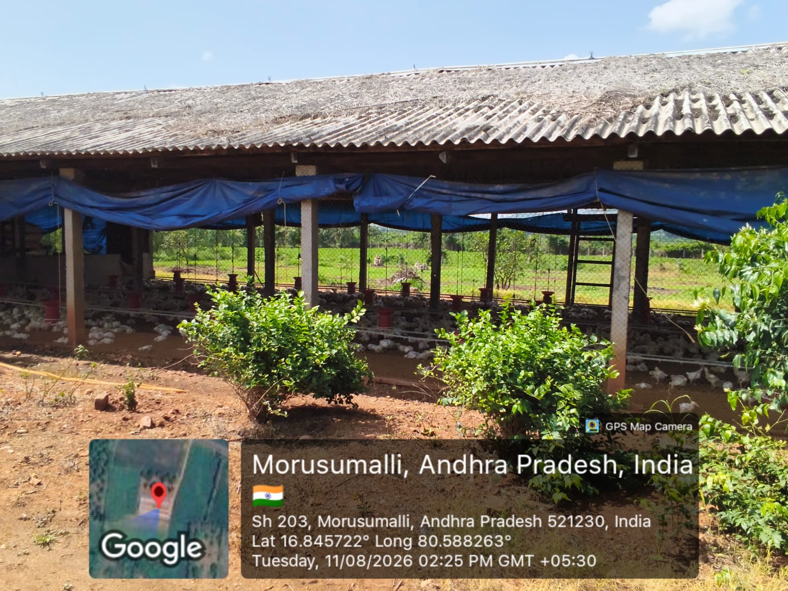Wide view of a poultry farm shed with birds spread across dry litter